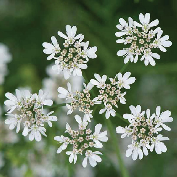 Cilantro-Flower-In-Pune
															