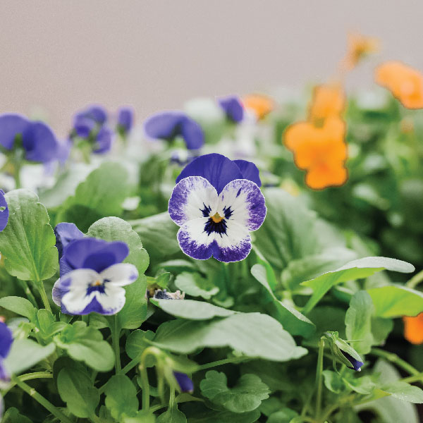 Viola-Flower-Supplier | Edible-Flowers-Producers