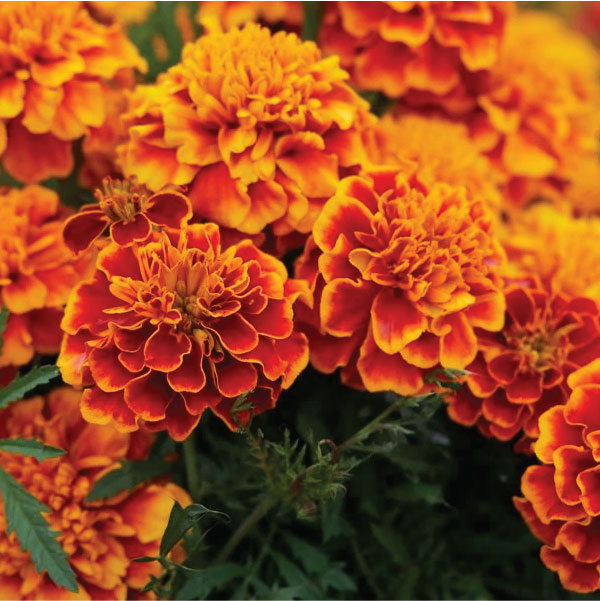 Edible-Marigold-Flower-Suppliers
															