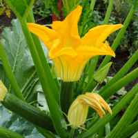 Zucchini-Flowers-Suppliers-In-Pune | Edible_Flowers_In_Pune - JGBC Farms