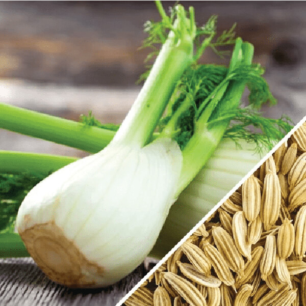 Buy-Fennel-In-India | Fresh-Herbs-Supplier-In-India