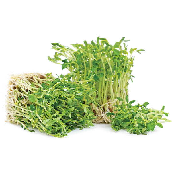 manufacturer-of-Special-Microgreens-In -India | Fresh-Herbs-Supplier-In-India