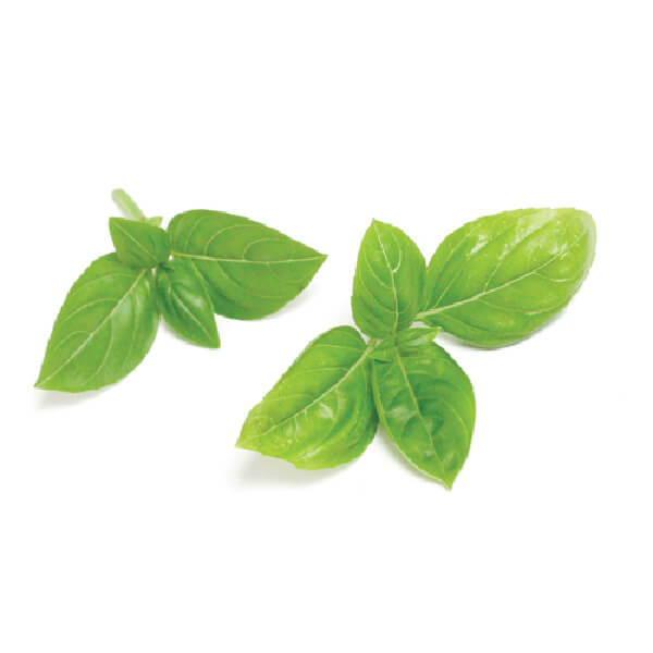 herbal farming in india