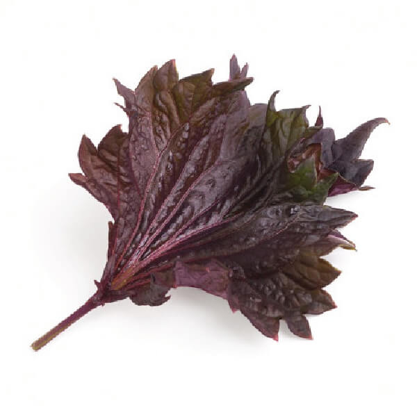 Shiso-Supplier-In-india | Buy-Shiso-In-India
