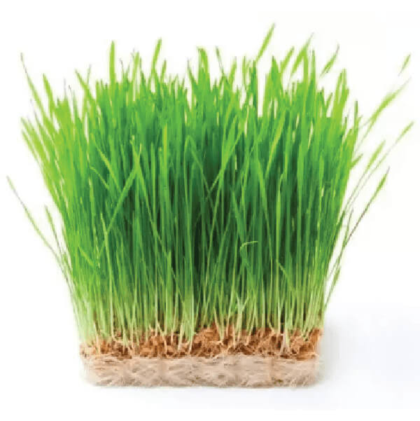 Wheatgrass-Supplier-In-India | Hydroponic-Herbs-Manufacturer-In-India