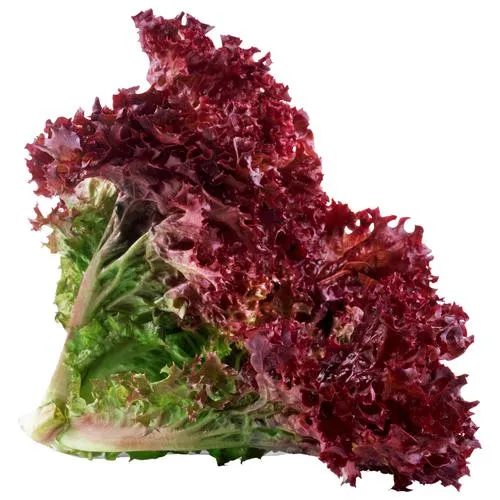Lollo-rosso-lettuce-Wholesaler-In-India