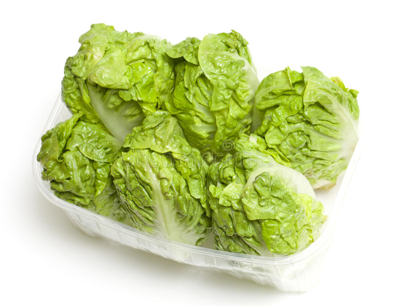  Baby-Gem-Lettuce-Supplier-In-India