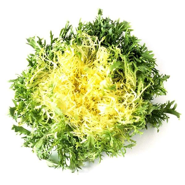 Lettuce-Frisee–Supplier-In-India