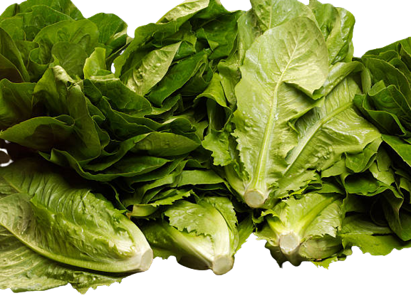 Lettuce-Romaine-Supplier-In-India