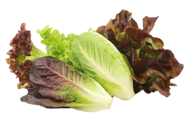 Lettuce-Romaine-Red-Supplier-In-India  