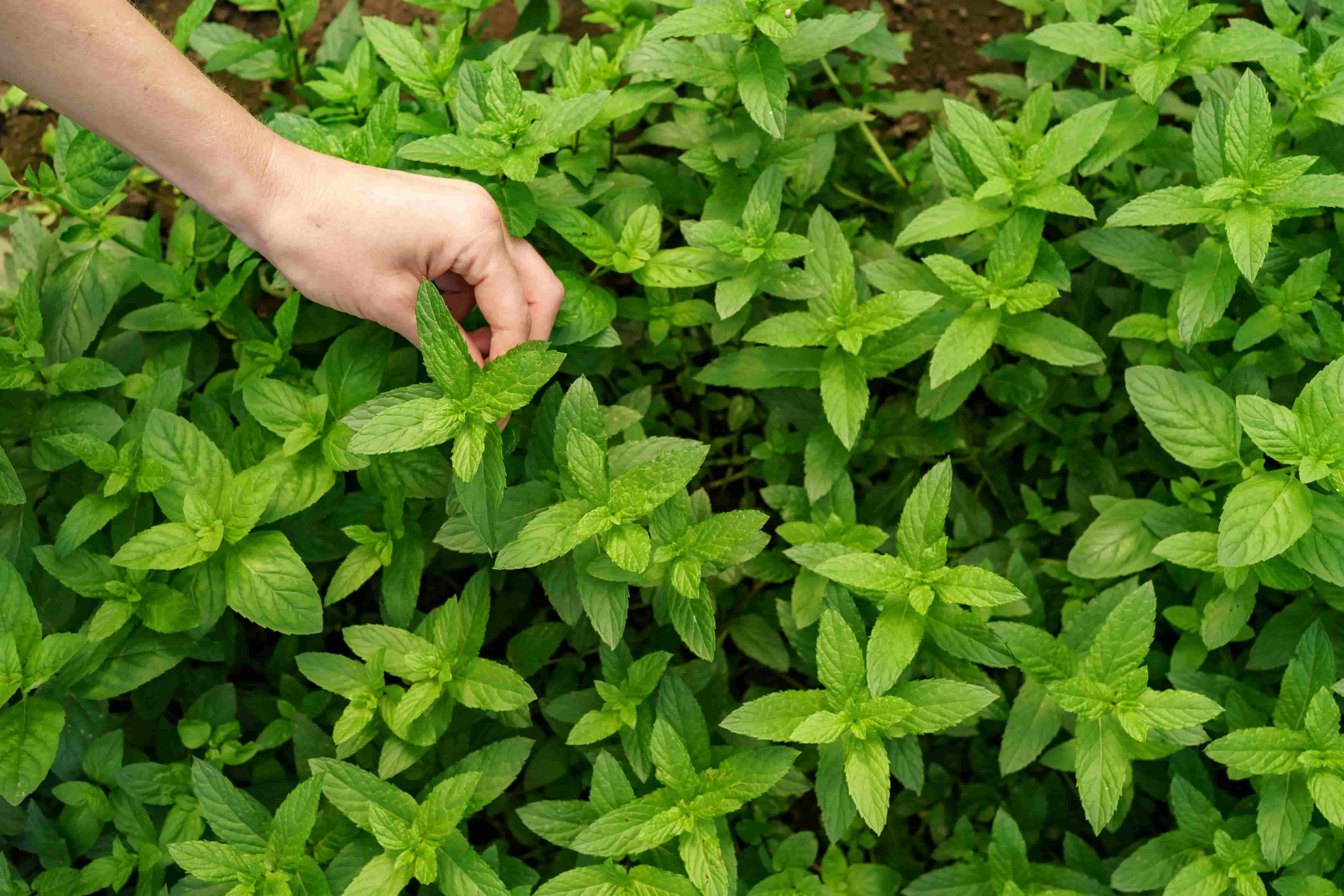 fresh herbs manufacturer in India